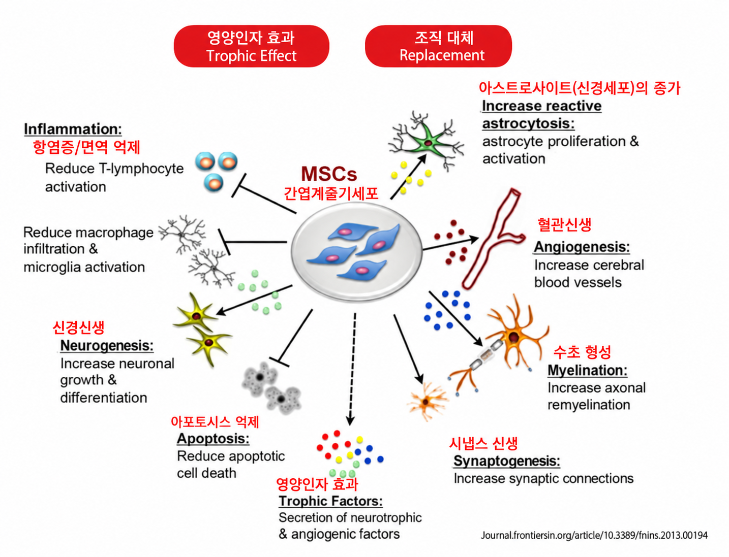 간엽계 줄기세포(MSCs)의 영양인자 효과와 조직 대체