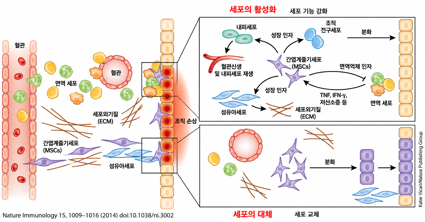 줄기세포에 의한 세포 활성화와 세포 대체