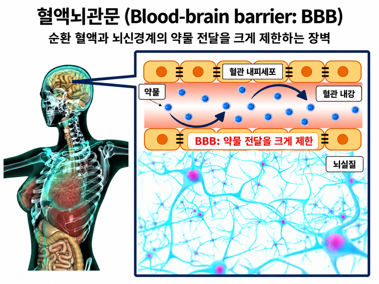혈액-뇌 장벽(BBB) 도식