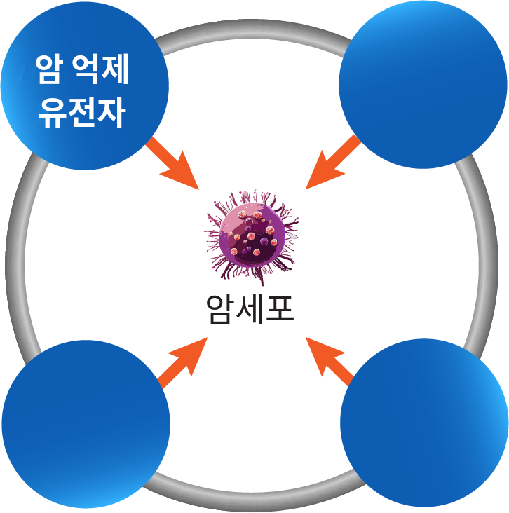 암 억제 유전자가 암세포에 작용하는 모습