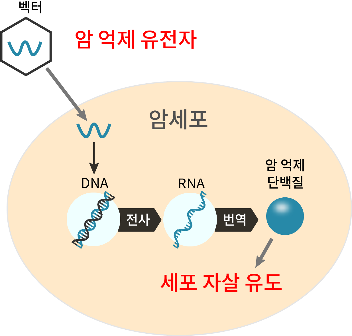 암 억제 유전자를 투여해 세포 자살을 유도하는 과정