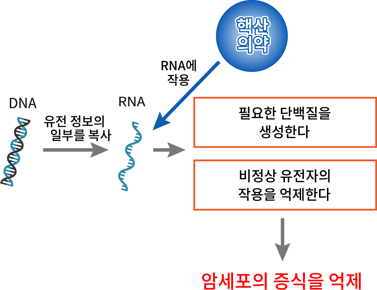 핵산의약이 RNA에 작용해 암세포 증식을 억제하는 과정