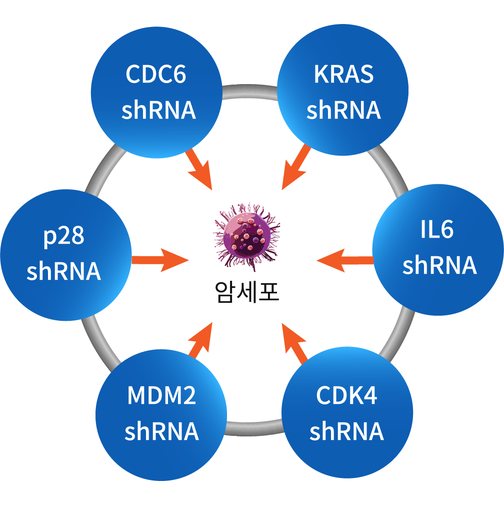 암에 맞춘 shRNA 6종
